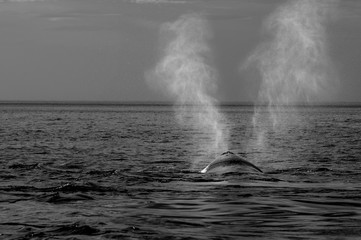 whale breathing, Peninsula Valdes,, Patagonia, Argentina