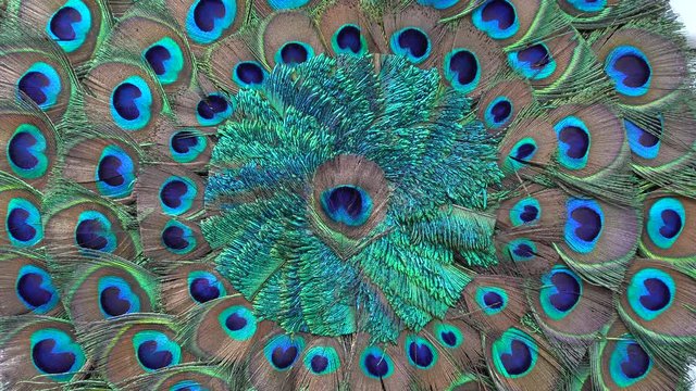 Close up peacock feather in market for tourist. Udaipur, Rajasthan, India. Establishing shot. Peacock feather background and texture