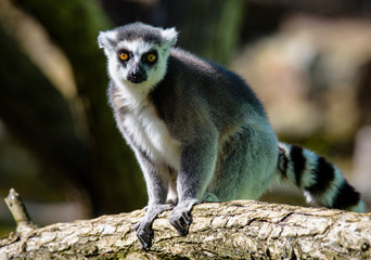 Obraz premium Ring tailed lemur (Lemur Catta) in a forest.