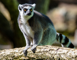 Ring tailed lemur (Lemur Catta) in a forest.