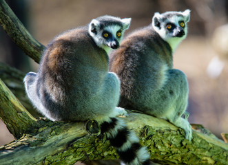 Ring tailed lemur (Lemur Catta) in a forest.