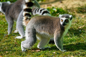 Ring tailed lemur (Lemur Catta) in a forest.