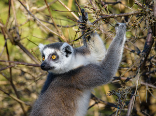 Ring tailed lemur (Lemur Catta) in a forest.