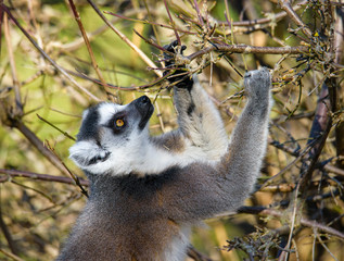 Ring tailed lemur (Lemur Catta) in a forest.