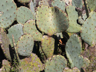 Prickly Pear Cactus © Chee