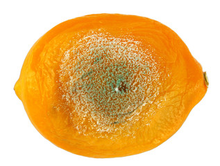 Rotten lemon on white
