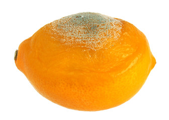 Rotten lemon on white