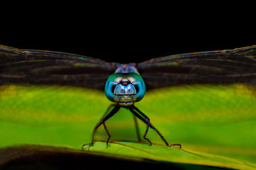 Extreme macro shot eye of Blue dragonfly in wild. Close up detail of eye dragonfly is very small. Dragonfly on yellow leave. Selective focus.