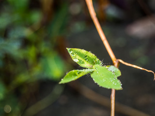 drops on leaf