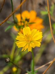 yellow flower on background of green grass