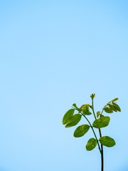 green leaves of a tree