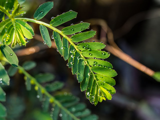 water drops on green leaf