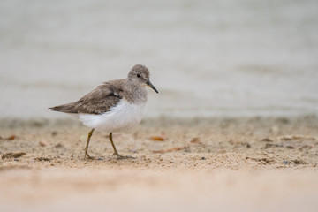 Temminck's stint (Calidris temminckii). Al Qudra lake. United Arab Emirates