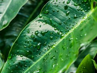 water drops on green leaf