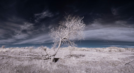infrared photography - ir photo of landscape with tree under sky with clouds - the art of our world...