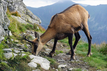 Tatra chamois (Rupicapra rupicapra tatrica) in a mountain natural environment.