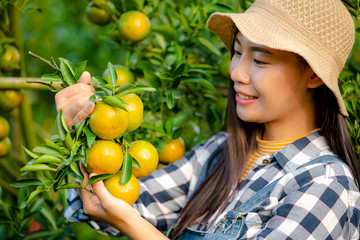 young farmer women asian girl checking orange in farm agriculture area chiang rai Thailand