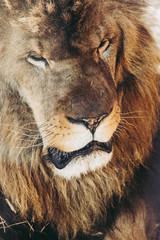 Portrait d'un lion