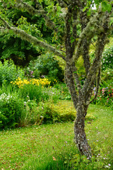 Fototapeta premium Spanish moss and lichens on Cherry tree in The Flower Garden in rain south of Cawdor Castle Scotland UK