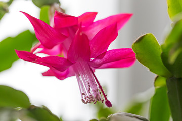 Flower Schlumbergera close-up macro