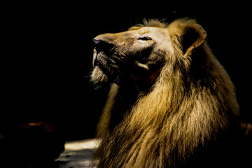 The King of the Jungle 