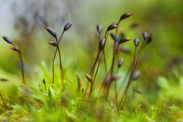 Bright green moss macro. Moss In Close-up. 
