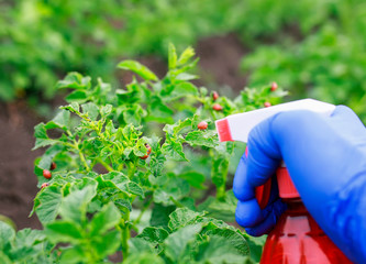 hand in gloves performs agricultural work by processing of the spray from the red harmful larvae of the Colorado beetle pest on the green tops in the summer garden