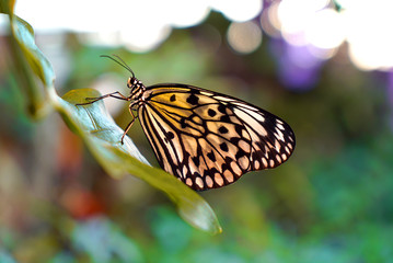 Fototapeta na wymiar Paper Kite Butterfly on Leaf