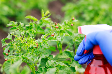 gloved hand does the treatment of the spray on the red harmful larvae of the Colorado potato beetle...