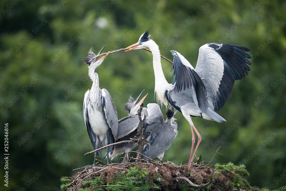 Wall mural grey heron, ardea cinerea