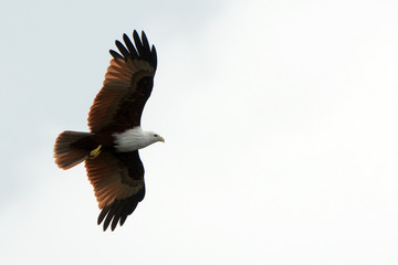 Brahmin kite, Langkawi, Malaysia