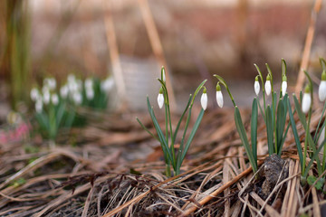 White little snowdrops on a blurred background on a sunny day