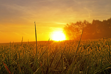 Morgentau