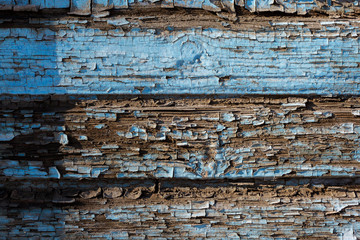 Old painted blue board with peeled off paint. Texture of wood structure. Close-up.