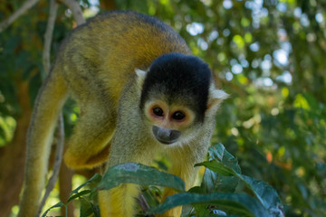 Obraz premium mono ardilla boliviano