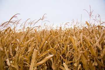 Close up nature photo Idea of a rich harvest
