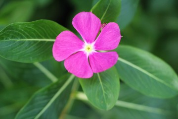 Beautiful bloom colorful flowers in the garden