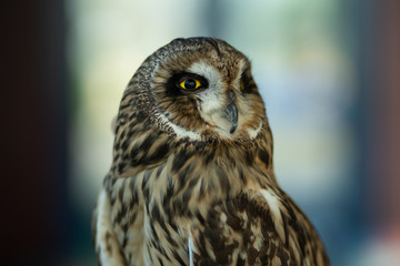 Beautiful Owl close up. Owl eyes. Background