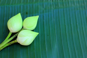 White or green lotus flowers for Pay respect to the Buddha,on the green background or banana leaf.