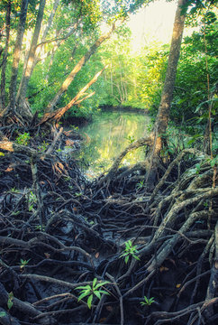 Mangrove on Apo Island