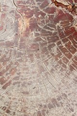 Old wooden beauty wall background and texture