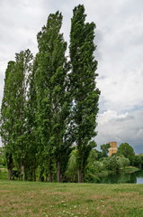 Springtime green on a beauty poplar or Populus and lake in residential district Drujba, Sofia, Bulgaria 