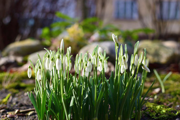 White little snowdrops on a blurred background on a sunny day