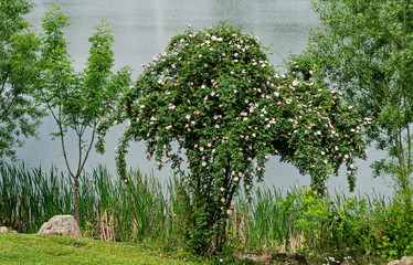 Bush with fresh bloom of wild rose, brier or Rosa canina flower in the garden, Sofia, Bulgaria   