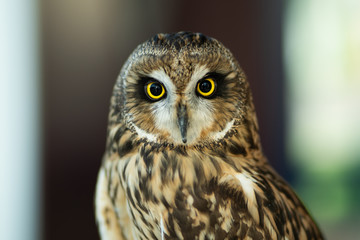 Beautiful Owl close up. Owl eyes. Background