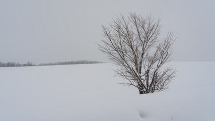 Fototapeta na wymiar Leafless Tree With Snow Winter Landscape In Hokkaido Japan On February 17, 2019