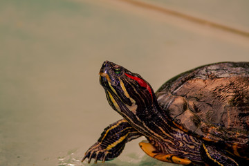 Close up from a fantastic colored turtle
