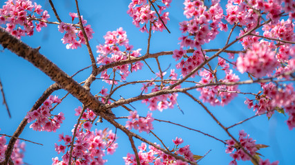 Pink Flower Tree With Blue Sky Background