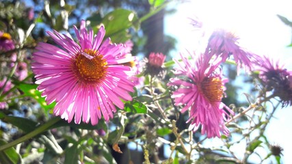 Obraz premium my life