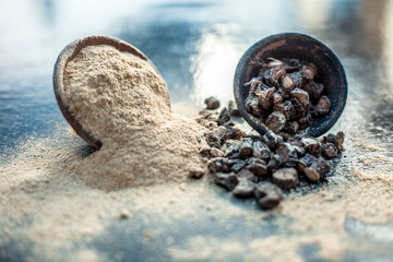 Popular Indian & Asian ayurvedic organic herb musli or Chlorophytum borivilianum or Curculigo orchioides or kali moosli in a clay with its powder in another bowl on wooden surface.